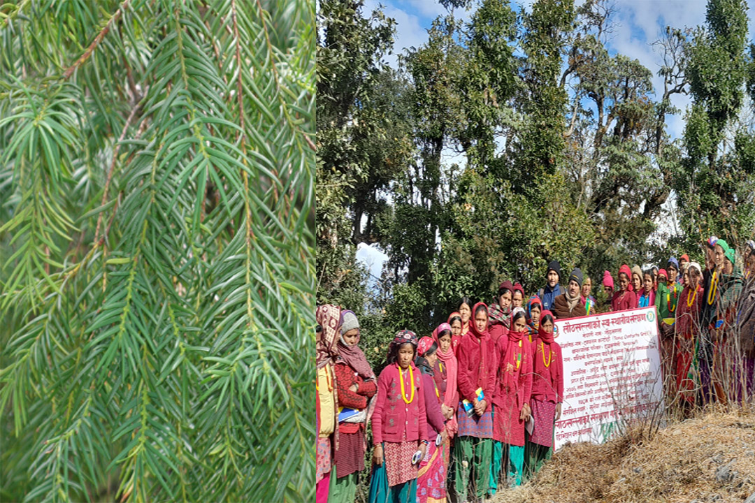 लौठ सल्ला संरक्षण किन जरुरी छ ? 